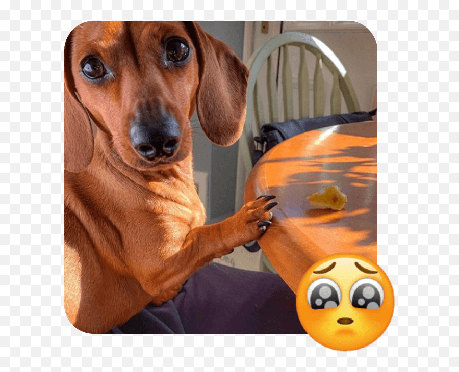 World Emoji Day - Dog Supply,Dachshund Emoticon