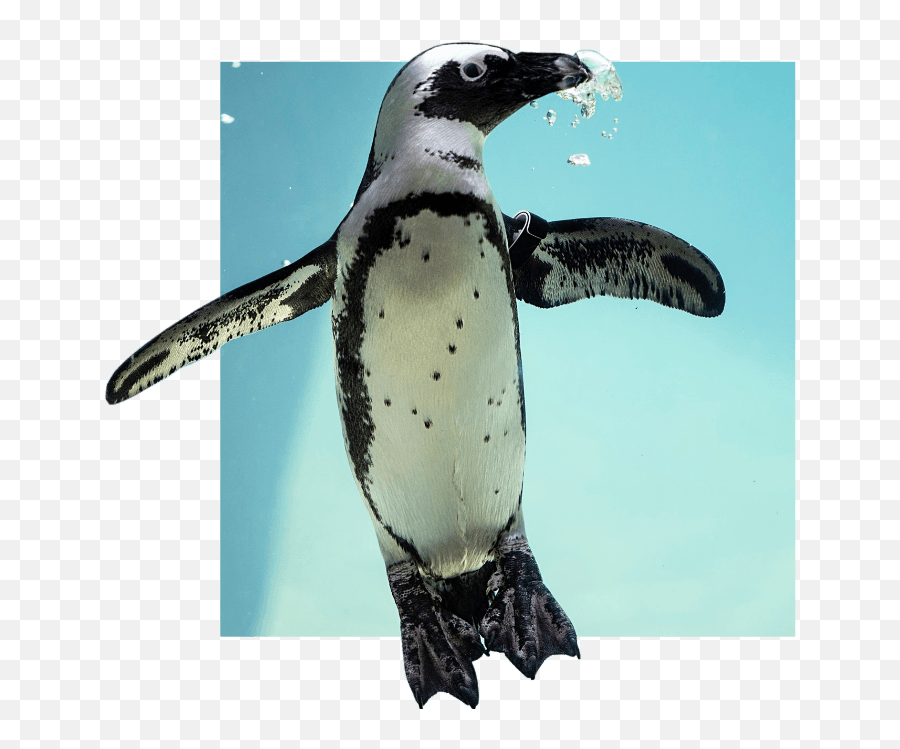 Home National Aviary Emoji,Pittsburgh Penguins Facebook Emoticons
