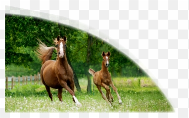 Maximizing Equine Reproductive Performance Reducing The Emoji,Powerpoint Emojis Horse