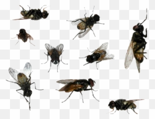 Sticker Flies Sticker - Fly Emoji,Flies Emoji