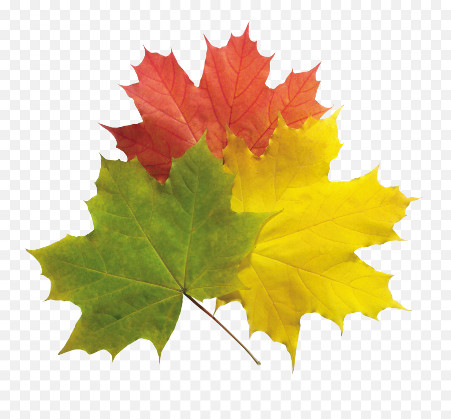 Real Fall Leaves Png - Green Yellow Red Autumn Leaves Emoji,Fall Leave Emoji