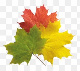 Real Fall Leaves Png - Green Yellow Red Autumn Leaves Emoji,Fall Leave Emoji