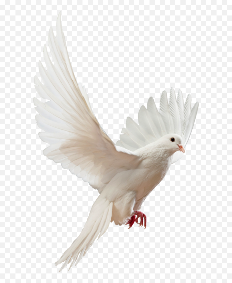 Columbidae Flight Bird Stock Photography - Dove Png Download White Birds Flying Background Emoji,Dove Hair Emoji
