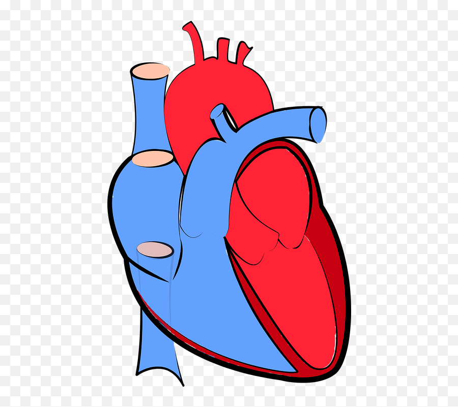 Allenamento Archivi - Human Transparent Background Heart Clipart Emoji,Braccio Muscoloso Emoticon