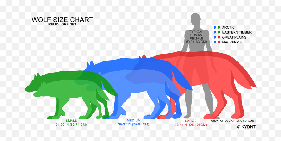 How Dangerous Is A Pack Of Wolves - Mackenzie Valley Wolf Size Comparison To Human Emoji,Wolf Ear Emotions