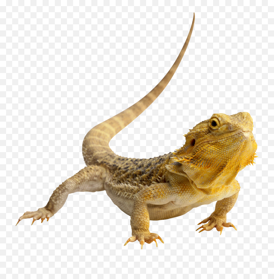 The Most Edited - Lizards With Transparent Background Emoji,Do Bearded Dragons Change Color Do To Emotion