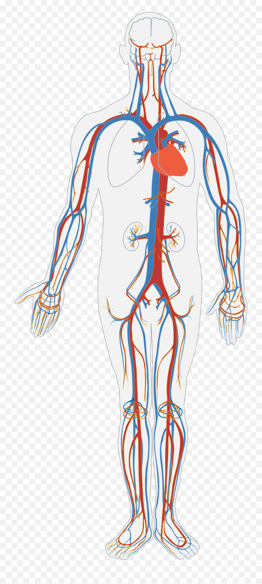 Human Body Drawing Free Image - Sistema Circulatorio Humano Png Emoji,Drawing Emotions With The Body