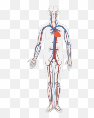 Human Body Drawing Free Image - Sistema Circulatorio Humano Png Emoji,Drawing Emotions With The Body