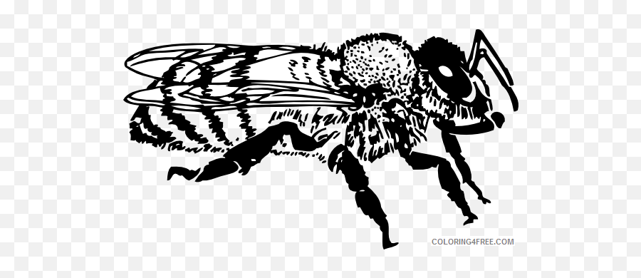 Clipartist Net Honey Bee Svg Atqtbq - Black And White Clipart Honey Bee Emoji,Dirty Honeybee Emojis