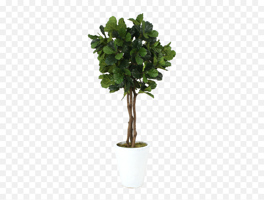 Fiddle Leaf Fig Png 2 Png Image 2055183 - Png Images Pngio Fiddle Leaf Fig Trees In Pots Emoji,Fiddle Emoji Image No Background Black And White
