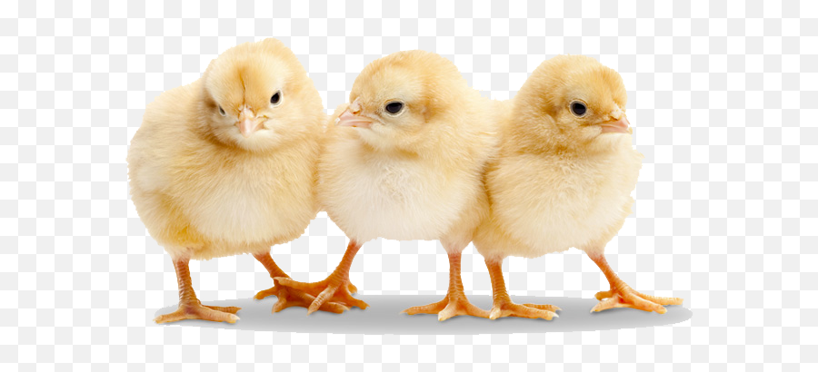 Picture Of Baby Chick - Baby Chicks Emoji,Hatching Chick Emoji