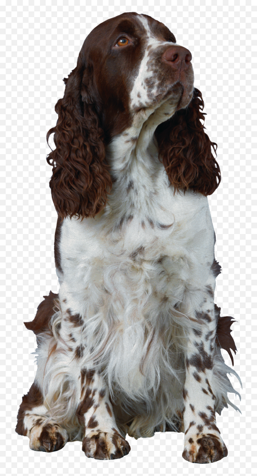 Beautiful Sitting Dog With Long Hair Png Images - Yourpngcom Emoji,Cocker Spaniel Emojis For Messenger