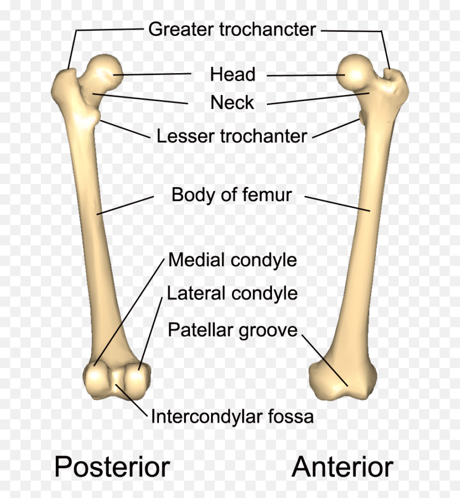 The Lower Limbs Human Anatomy And Physiology Lab Bsb 141 Emoji,Emoticons Para Tibia