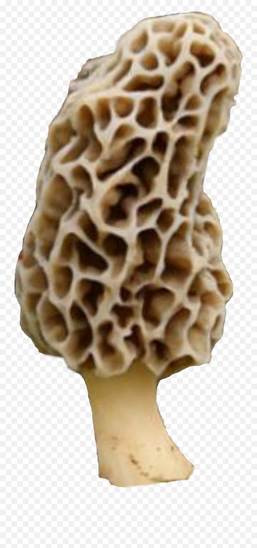 Morel Mushrooms Morelmushrooms Shroom Sticker By Natnat7w Emoji,Toadstool Emoji