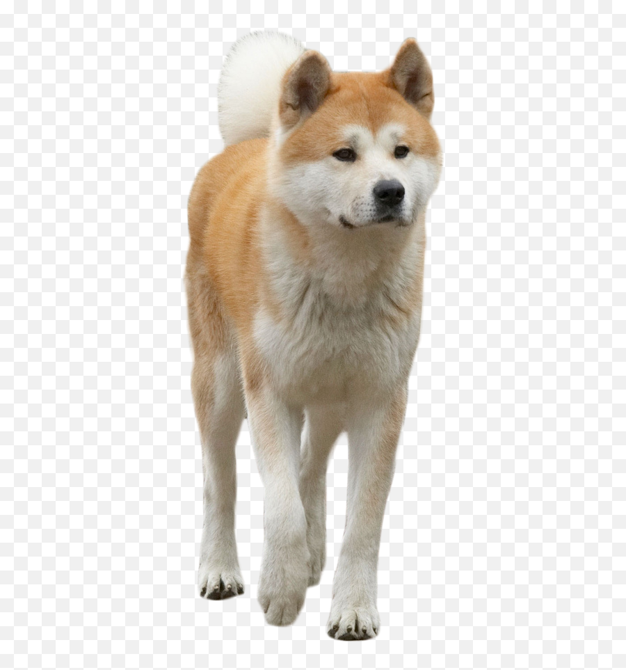 Hachiko The Dog Png Image Animals Dogs Animal Categories - Akita Emoji,Dog Tail Emotions