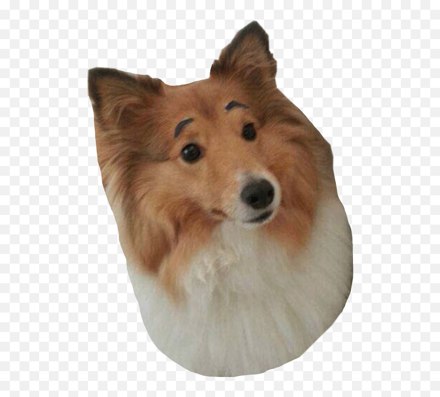 Trending Eyebrowsonpoint Stickers - Northern Breed Group Emoji,Sheltie Emoji