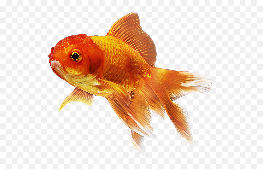 Goldfish Cracker Png - Goldfish Emoji,Gold Fish Emoji