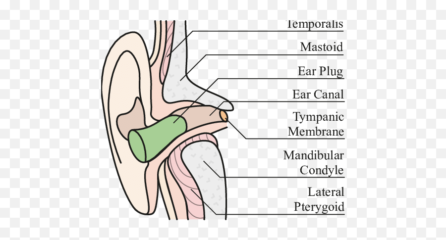 An Ear Plug Enables The Experience Of - Ear Plug Diagram Emoji,Wolf Ear Emotions