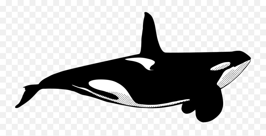 Orcas - Killer Whale Transparent Cartoon Jingfm Orca Whale Cartoon Emoji,Orcas Brain Emotions