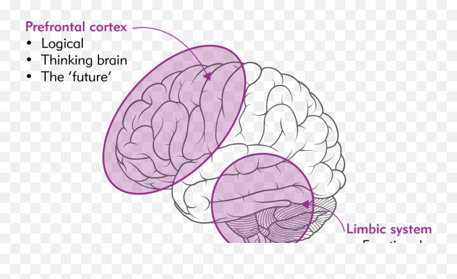 Managing Your Emotions During A Crisis Guidance My Rt - Brain Emoji,Logic And Emotion Parts Of The Brain