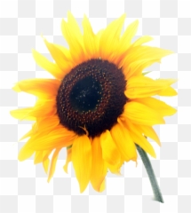 Grow - Sunflower White Background Emoji,Entomologists Rate Ant Emojis