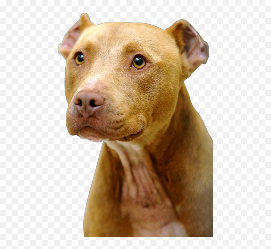 Honolulu Hawaii - American Pit Bull Terrier Emoji,Pitbulls Read Emotion