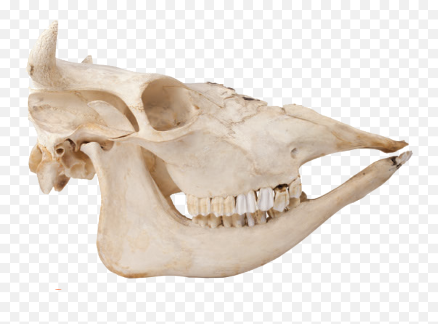 The Skulls And Teeth Of Animalia - Animal Bones Png Emoji,Skull & Acrossbones Emoticon