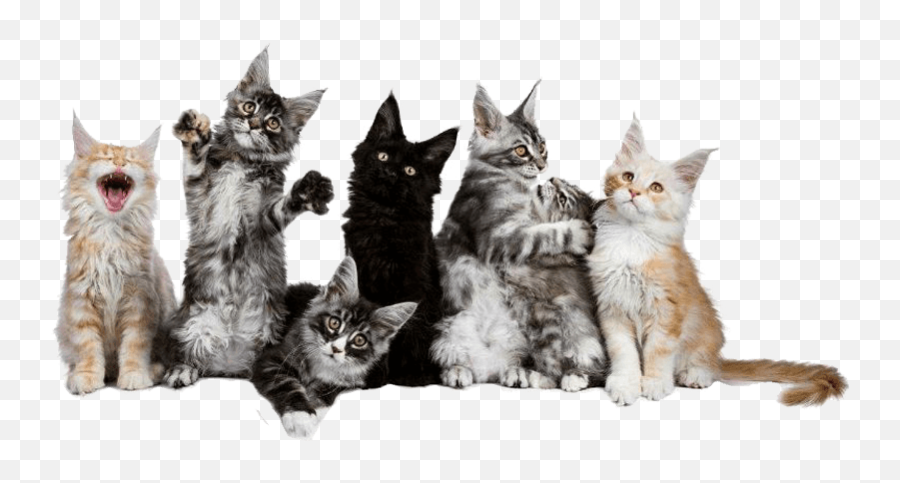 Female Maine Coon Titled Female Maine Coon Cats Maine Emoji,Cats Emotions