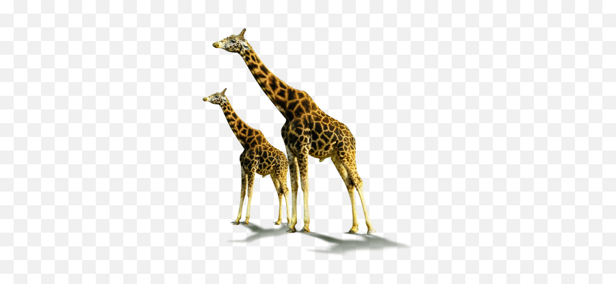 Png Images Giraffe 36png Snipstock Emoji,Cartoon Giraffe Emotions