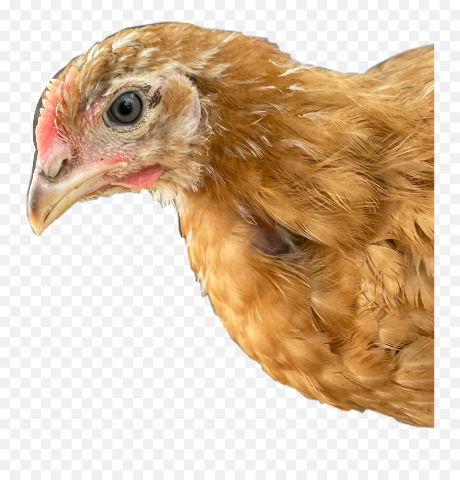 Discover Trending - Ameraucana Emoji,Wave Chicken Emoji