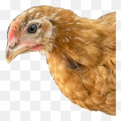 Discover Trending - Ameraucana Emoji,Wave Chicken Emoji