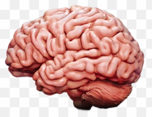 Interactive Brain - Human Brain Emoji,Anatomy Of Emotions
