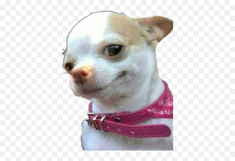 Memes Chihuahua Sticker - Dog Mood Meme Emoji,Chihuahua Emoji