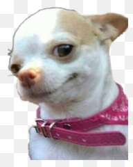 Memes Chihuahua Sticker - Dog Mood Meme Emoji,Chihuahua Emoji