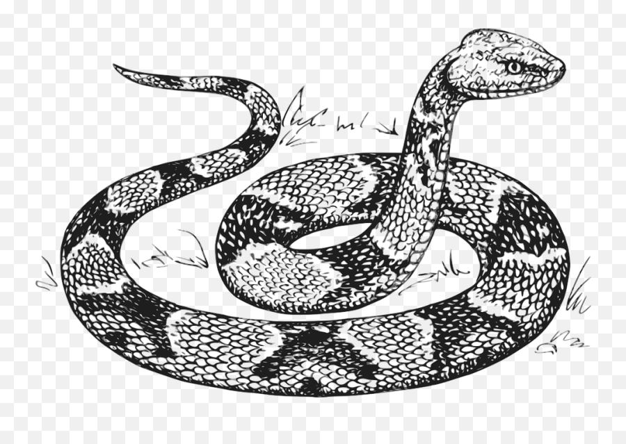 Free Photo Serpent Raised Scales Head - Black And White Drawing Of A Snake Emoji,Snakes Brain Emotion