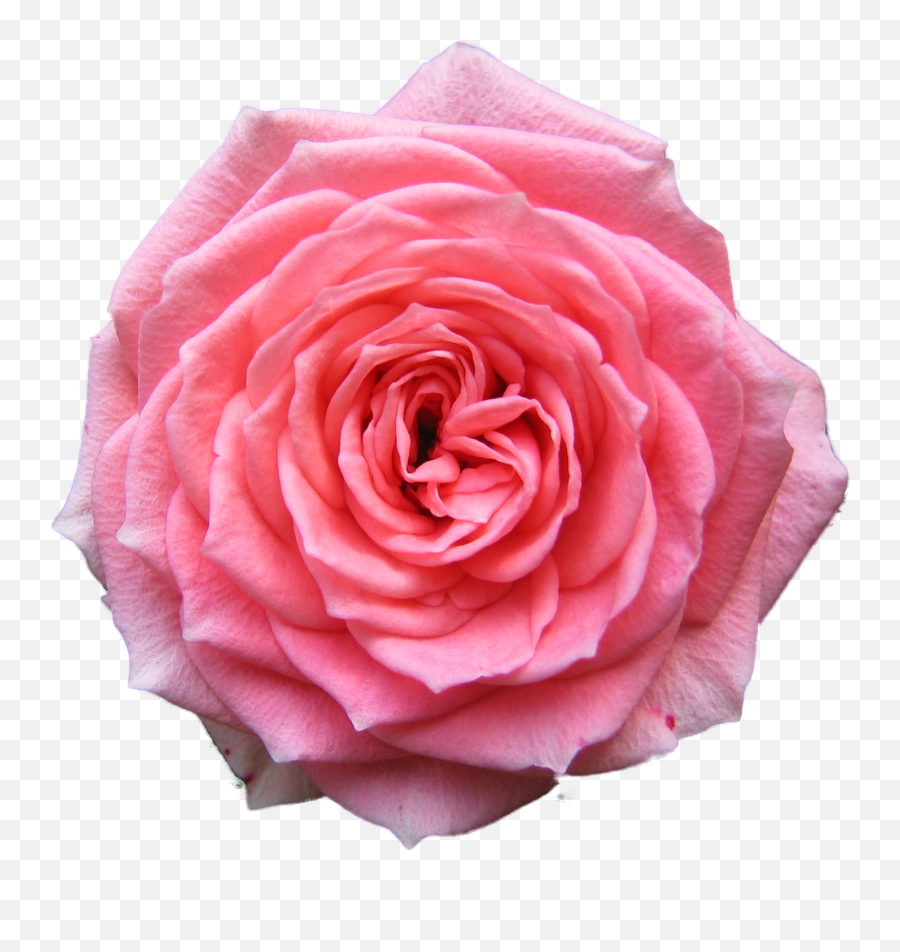 Transparent Background Hd Rose Png Png - Open Pink Rose Png Emoji,Rose Emoticon Desktop Wallpaper