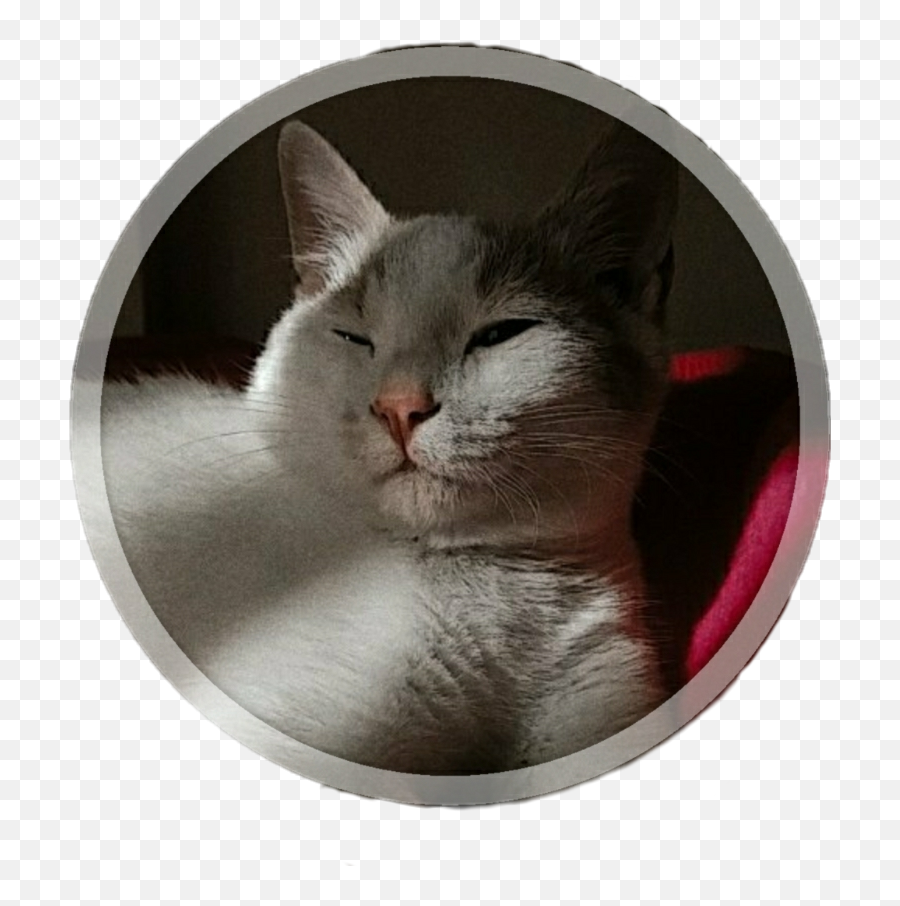 The Most Edited - Bujinkan Dai Shihan Patch Emoji,Grey Cat Emoticons For Facebook