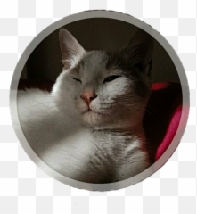 The Most Edited - Bujinkan Dai Shihan Patch Emoji,Grey Cat Emoticons For Facebook