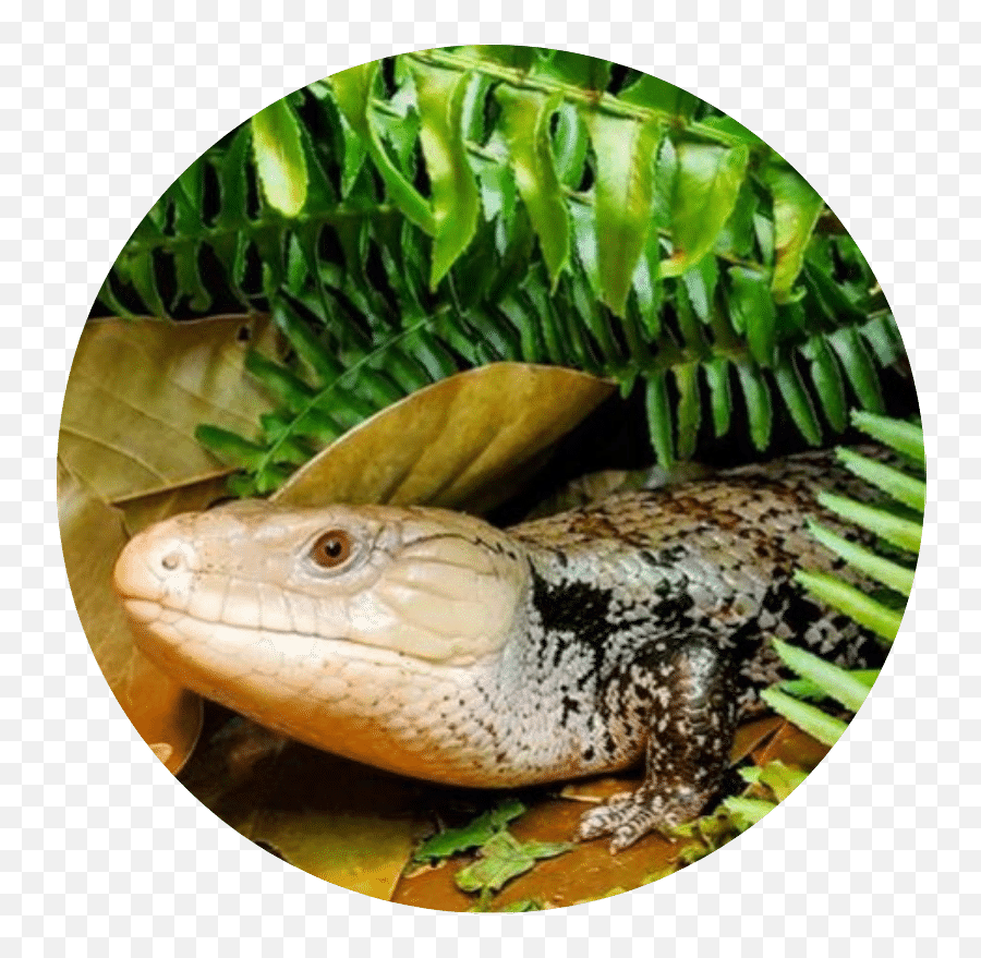 Reptifiles Where Better Reptile Care Begins - Skink Emoji,What Does Color Say About Crested Geckos Emotion