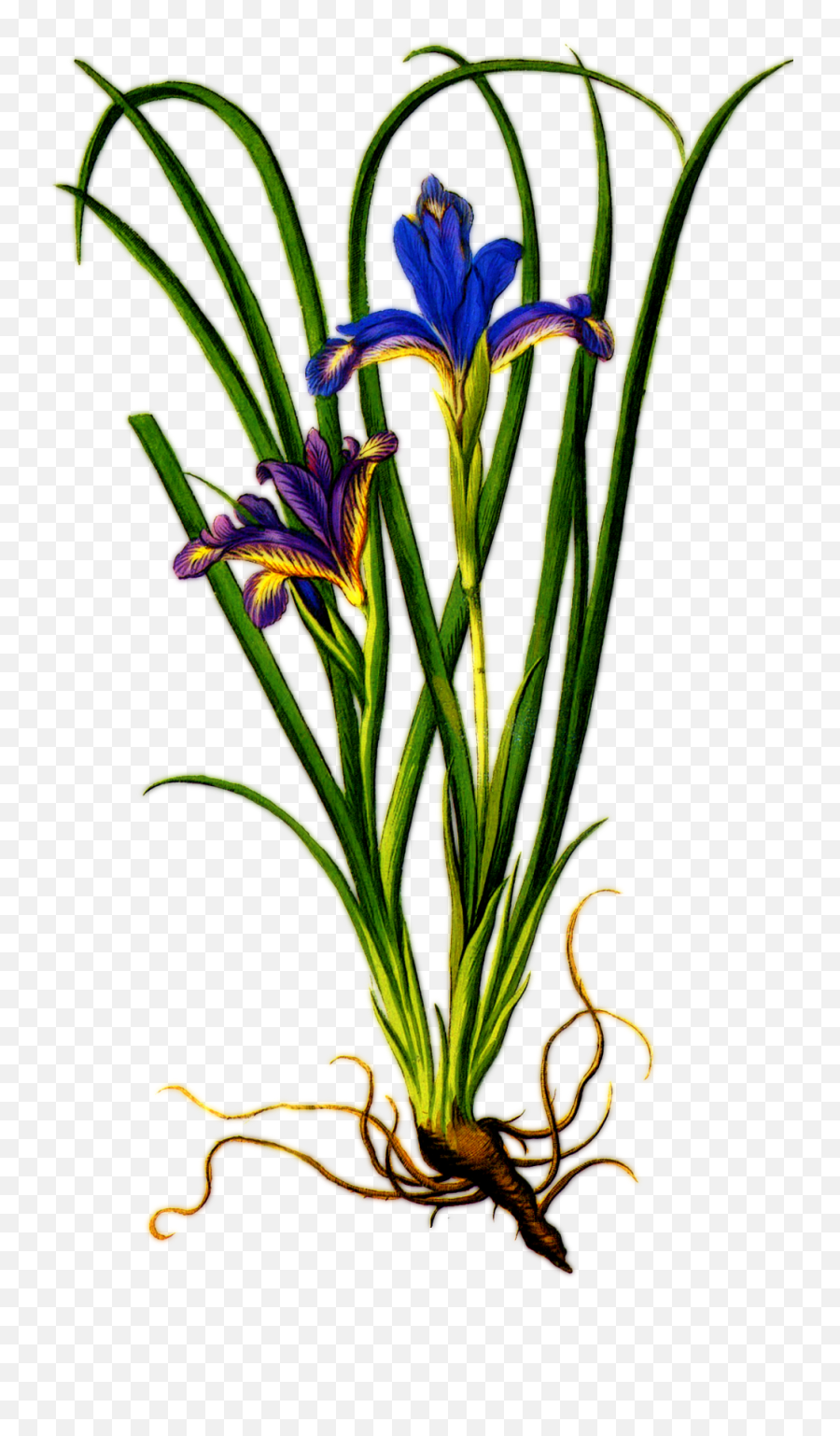 Beautiful Iris Plant Clipart Free Image - Iris Flower With Roots Emoji,Plant, Emotions, Clipart