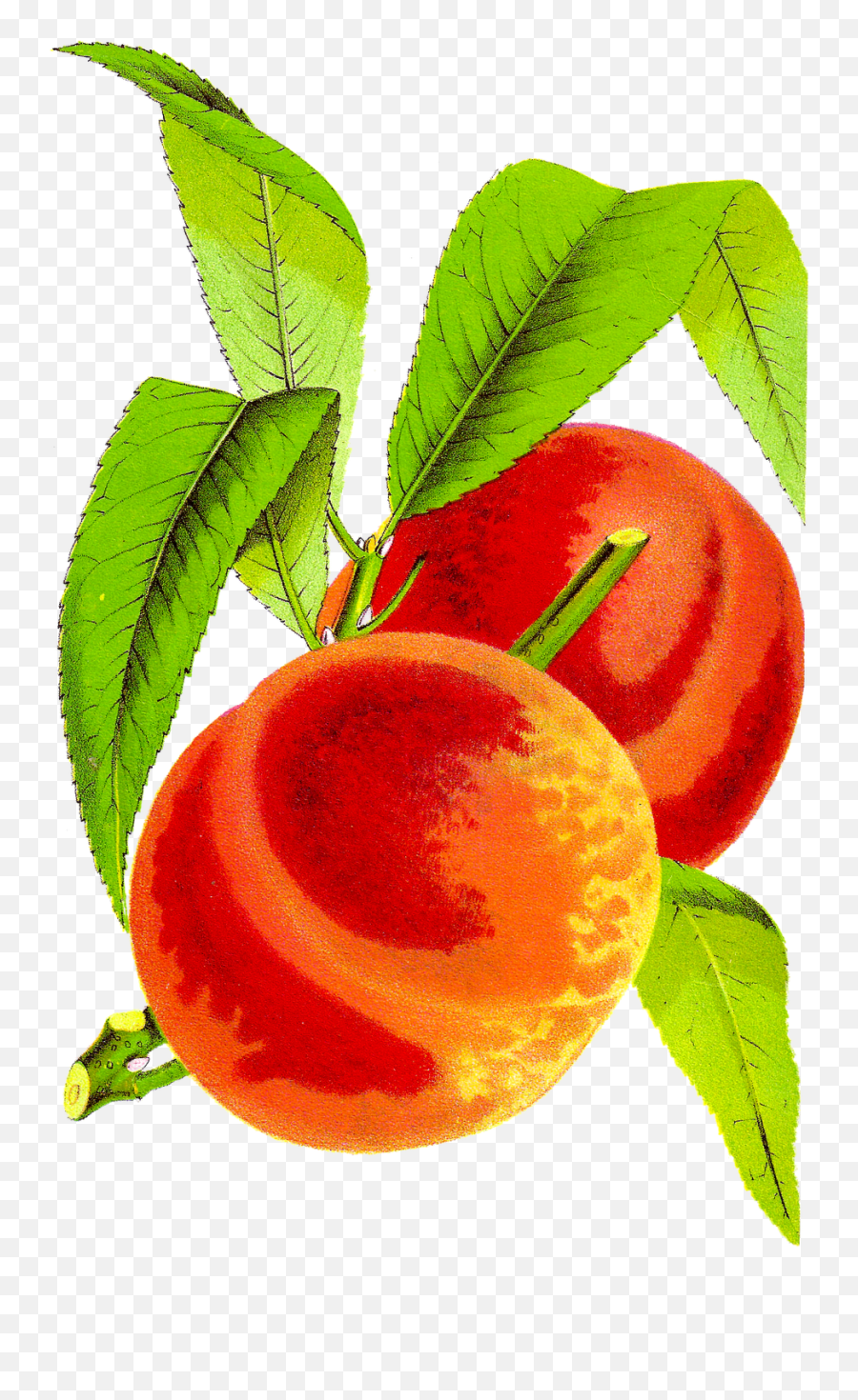 Peach Cobbler Clipart Kid - Clipartix Peach Clip Art Vintage Png Emoji,Peach Emoji Hat