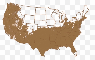 Glossy Abelia For Sale Online - Massachusetts Us Map Boston Emoji,Abelia 'sweet Emotion'