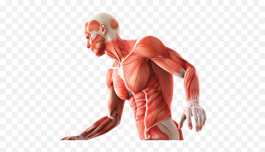 Human Body Anatomy Png Picture Png Mart Emoji,Anatomical Emoji