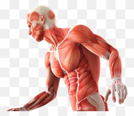 Human Body Anatomy Png Picture Png Mart Emoji,Anatomical Emoji