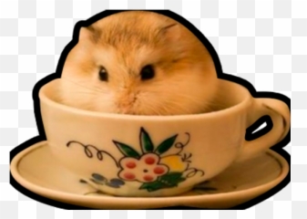 Sticker Maker - Hamsters Memes Emoji,Frightened Hamster Slack Emoji