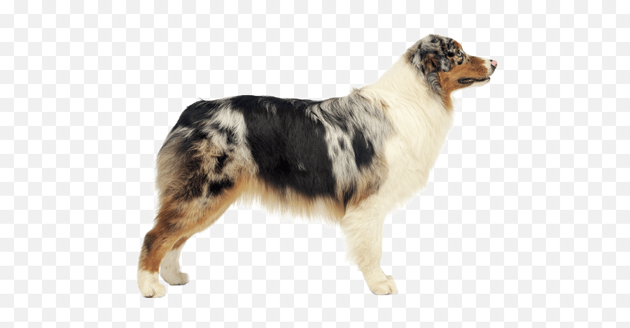 Australian Shepherd Dog Breed Facts And Information - Wag Australian Shepherd Png Emoji,Dog Tail Emotions