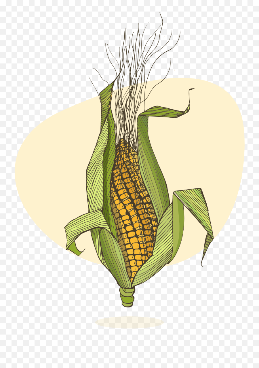 Corn Plant Png - Floating On The Breeze Illustration Corn On The Cob Emoji,Corn Emoji