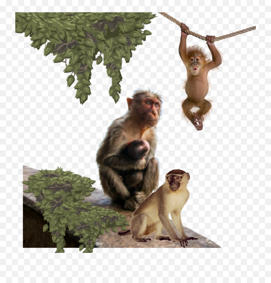Worldanimalday Money Primate Sticker By Sandra - Real Monkey Hanging Png Emoji,Sitting Monkey Emoji Png