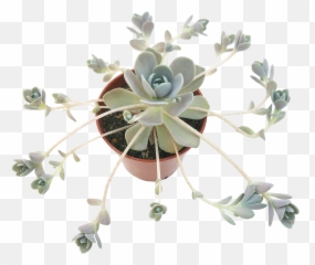 Hardy Japanese Succulent Dunce Cap Orostachys Iwarenge - Echeveria Emoji,Free Dunce Cap Emoticon