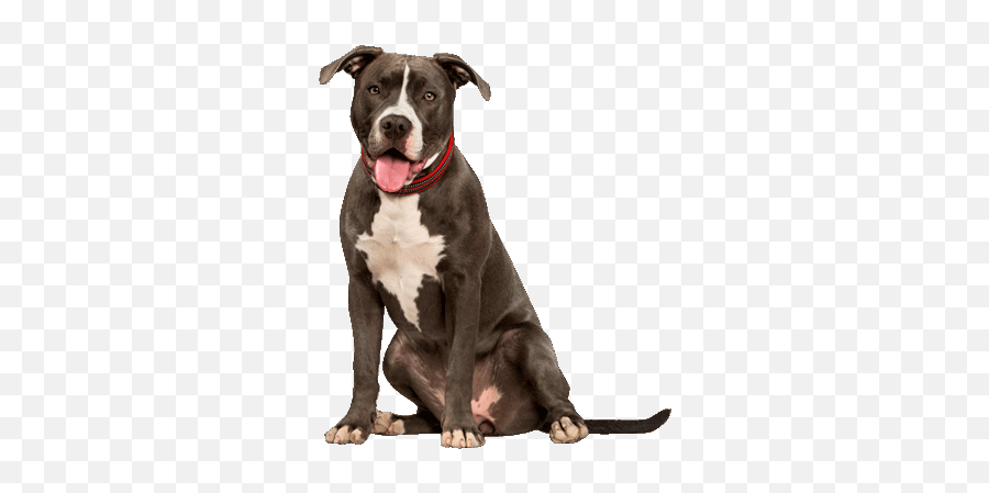 American Pit Bull Terrier - American Pit Bull Terrier Emoji,Pitbulls Read Emotion